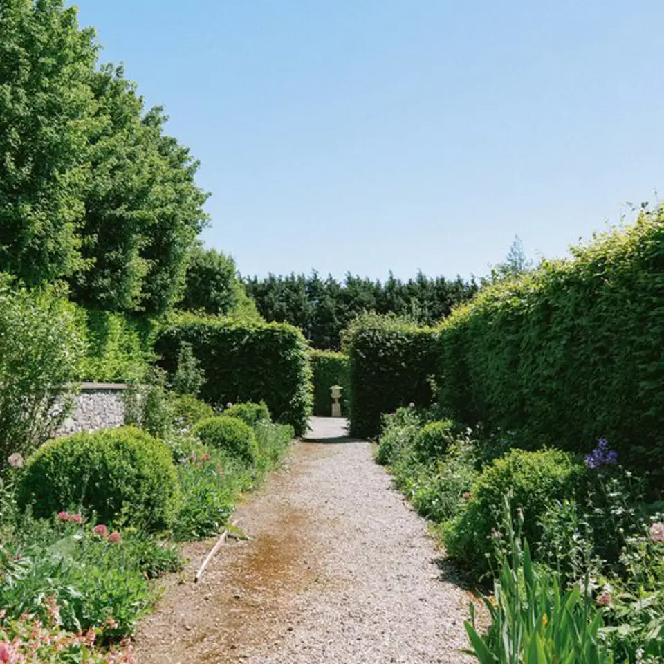 Gravel path between tall hedges in the walled garden